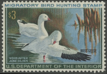 Picture of RW37 1970 Duck Stamp  MNH VF - XF