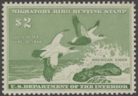 Scan of RW24 1957 Duck Stamp  MLH VF-XF