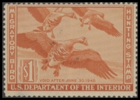 Scan of RW11 1944 Duck Stamp  Unsigned F-VF