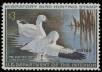 Scan of RW37 1970 Duck Stamp  MNH F-VF