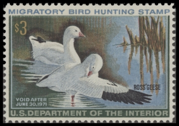 Scan of RW37 1970 Duck Stamp  MNH F-VF