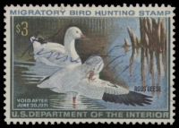 Scan of RW37 1970 Duck Stamp  Used F-VF