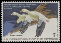 Scan of RW44 1977 Duck Stamp  MNH F-VF
