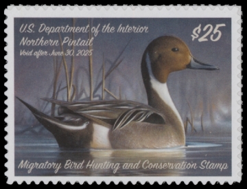 Picture of RW91 2024 Duck Stamp