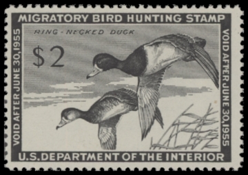 Scan of RW21 1954 Duck Stamp. MLH