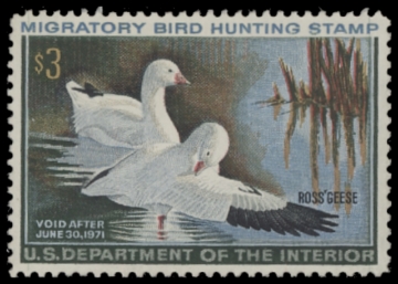 Scan of RW37 1970 Duck Stamp 