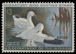 Scan of RW37 1970 Duck Stamp. MLH. V-VF