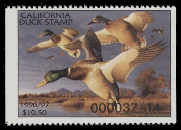 Scan of 1996 California Duck Stamp