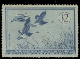 Scan of RW22 1955 Duck Stamp. Unsigned