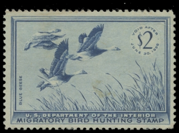 Scan of RW22 1955 Duck Stamp. Unsigned