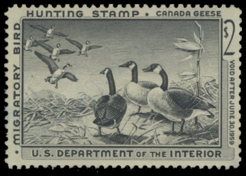 Scan of RW25 1958 Duck Stamp. Unsigned