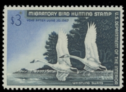 Scan of RW33 1966 Duck Stamp. MLH. F-VF 