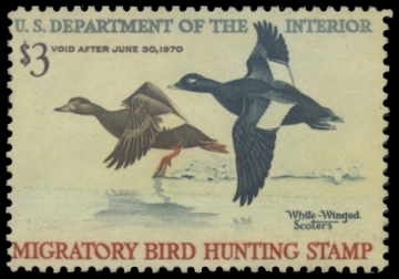 Scan of RW36 1969 Duck Stamp. Unsigned F-VF 