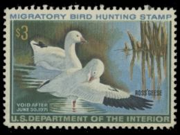 Scan of RW37 1970 Duck Stamp. MLH. F-VF 