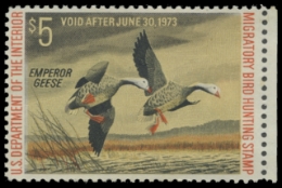 Scan of RW39 1972 Duck Stamp. Unsigned. F-VF 