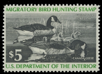 Scan of RW43 1976 Duck Stamp. MNH. F-VF 