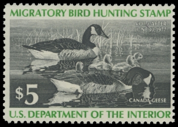 Scan of RW43 1976 Duck Stamp. MLH. F-VF 