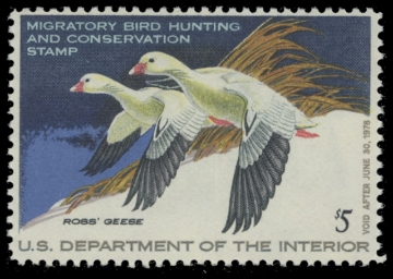 Scan of RW44 1977 Duck Stamp. MLH. F-VF 