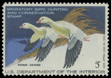 Scan of RW44 1977 Duck Stamp. MNH.  F-VF 