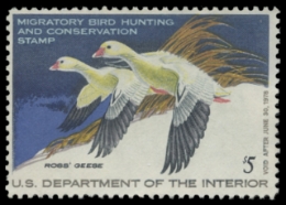 Scan of RW44 1977 Duck Stamp. Unsigned. F-VF 