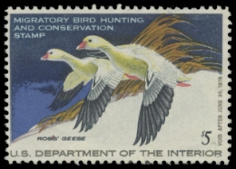 Scan of RW44 1977 Duck Stamp. Unsigned. F-VF 