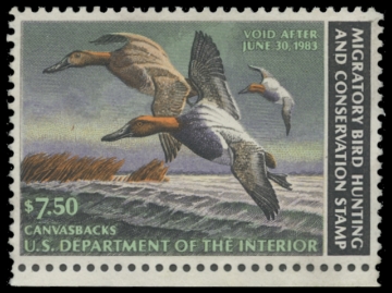 Scan of RW49 1982 Duck Stamp. Unsigned. VF 