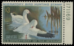 Scan of RW37 1970 Duck Stamp. MNH