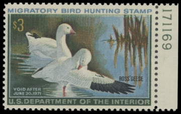 Scan of RW37 1970 Duck Stamp. MNH