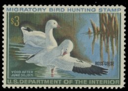 Scan of RW37 1970 Duck Stamp. MNH