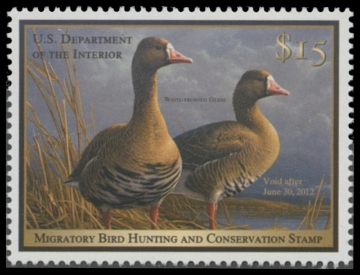 Picture of RW78 2011 Duck Stamp. MNH