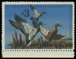 Scan of 1977 Minnesota Duck Stamp - First of State