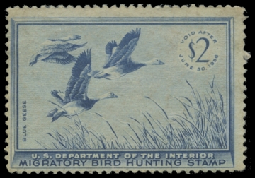 Scan of RW22 1955 Duck Stamp 