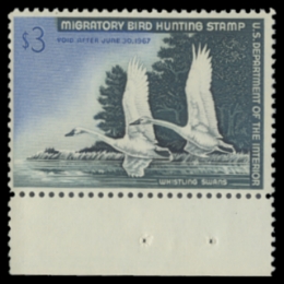 Scan of RW33 1966 Duck Stamp 