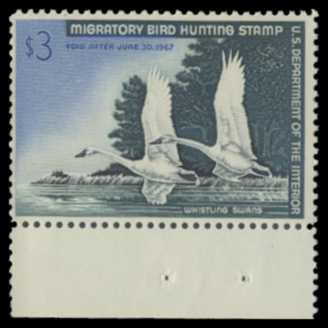 Scan of RW33 1966 Duck Stamp 