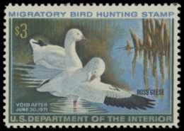 Scan of RW37 1970 Duck Stamp 