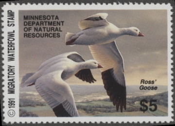 Picture of 1991 Minnesota Duck Stamp MNH VF