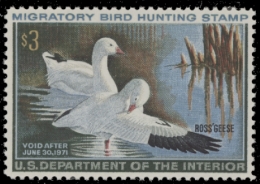 Picture of RW37 1970 Duck Stamp  MNH F-VF