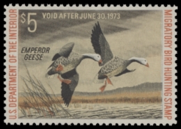 Picture of RW39 1972 Duck Stamp. MLH. F-VF