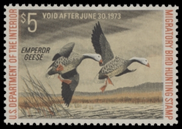 Picture of RW39 1972 Duck Stamp. MLH. F-VF