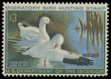 Picture of RW37 1970 Duck Stamp. MLH. F-VF 