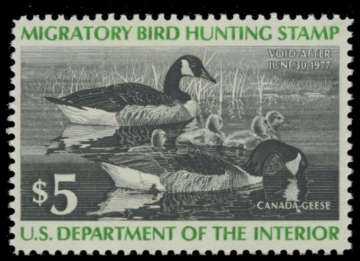 Picture of RW43 1976 Duck Stamp. MNH. F-VF 