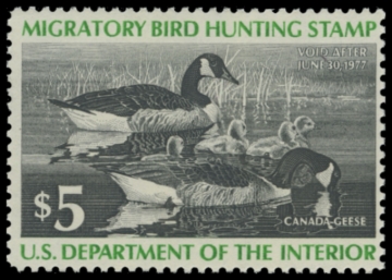 Picture of RW43 1976 Duck Stamp. MLH. F-VF 