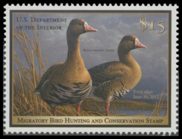 Picture of RW78 2011 Duck Stamp. MNH