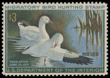 Picture of RW37 1970 Duck Stamp 