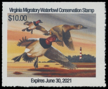 Picture of 2020 Virginia Duck Stamp