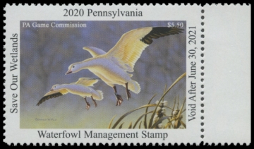 Picture of 2020 Pennsylvania Duck Stamp