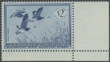 Picture of RW22 1955 Duck Stamp 